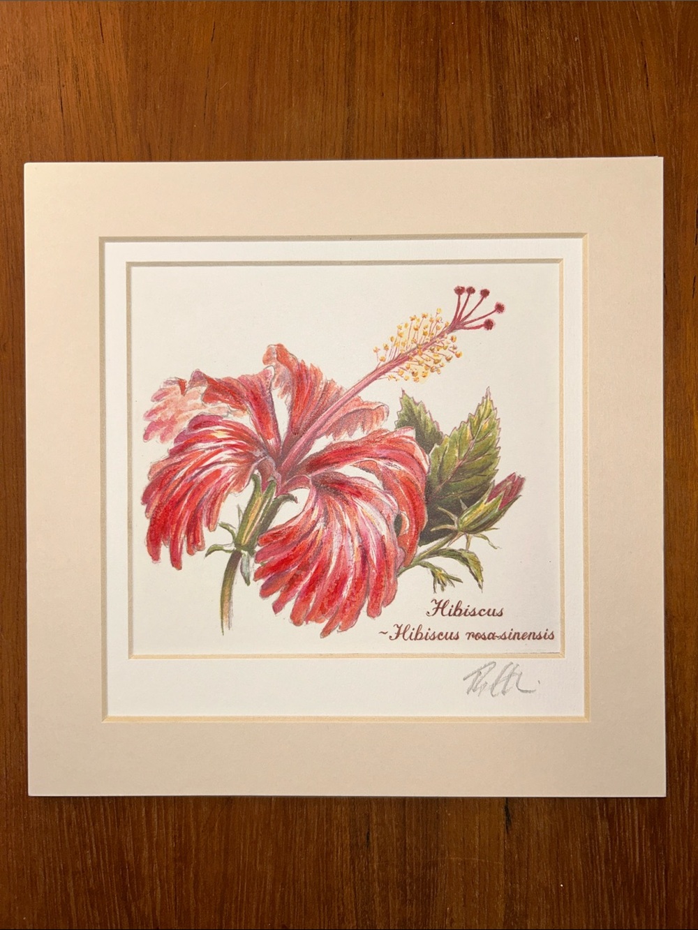 "Hibiscus (~Hibiscus rosa-sinensis)" by Roger Ellis Lithography Hand-finished.